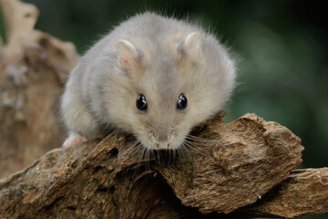 A Campbell dwarf hamster is foraging on dry logs. This rodent has the scientific name Phodopus campbelli. 