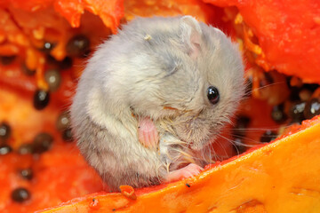 A Campbell dwarf hamster is eating a papaya. This rodent has the scientific name Phodopus...