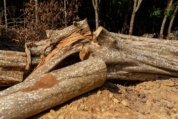 View of dead tree felling cut, broken down by country, Thailand
