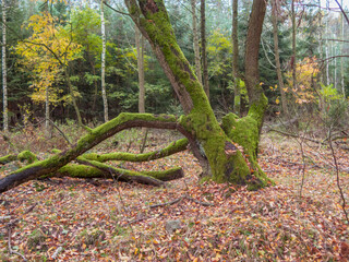 Stare, rozwidlone drzewo z pniem porośniętym gęstym mchem.