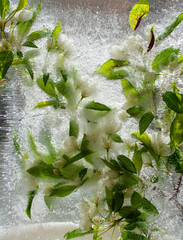 apple blossom, flowers in ice, frozen flowers, wild forest flowers