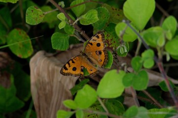 a butterfly perched on a plant leaf