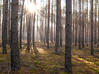 Sosnowy las w mglisty, słoneczny poranek.