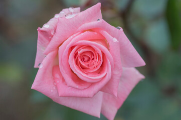 バラ　薔薇　優しい色彩のバラ