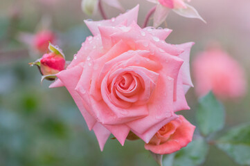 バラ　薔薇　優しい色彩のバラ