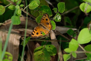 a butterfly perched on a plant leaf