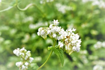 蕎麦の花畑