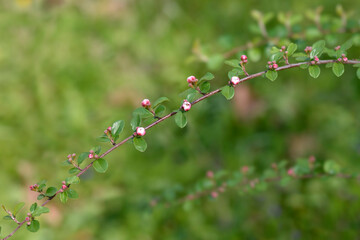 Few-flowered cotoneaster