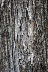 European hop hornbeam