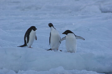 Fototapeta na wymiar penguins in antarctica