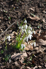 Common snowdrop