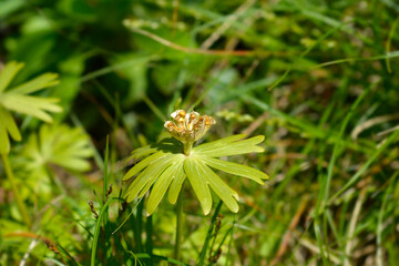 Winter aconite