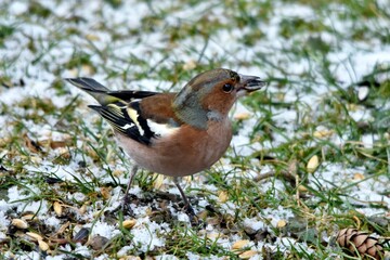 Ein Buchfink Männchen mit einem Sonnenblumenkern im Schnabel in einer mit Schnee angezuckerten Wiese (Großaufnahme)