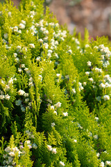 Dwarf golden oriental thuja