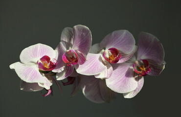 Fototapeta na wymiar Pink phalaenopsis orchid flower dark. Selective soft focus. Minimalist still life. Light and shadow nature horizontal background.