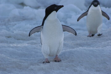 penguins in antarctica