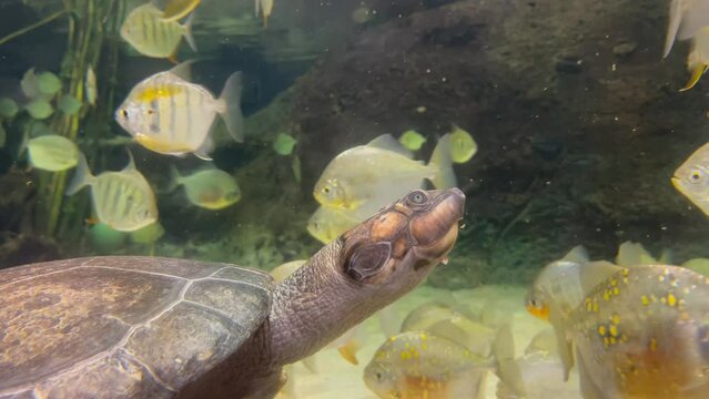 une tortue dans un aquarium 