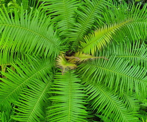 The top view of a bright green cycad is considered the king of the garden. Cycad is a small plant that resembles the leaves of a palm and Bird's nest fern.  scientific name Cycas siamensis Miq.