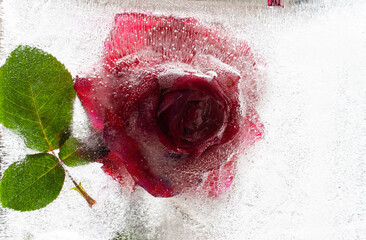 rose, red rose, red flower, flowers in ice, frozen flowers, garden flowers