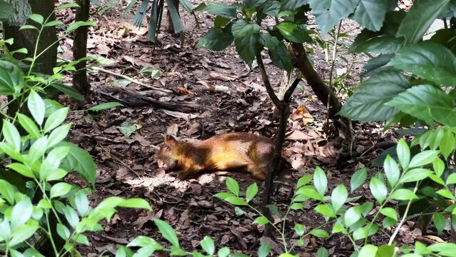 Cinematic wildlife shot of a cute little Azara's agouti dasyprocta azarae sleeping on the forest floor ground surrounded by green foliage and sunlight at Singapore river wonders, mandai safari zoo.