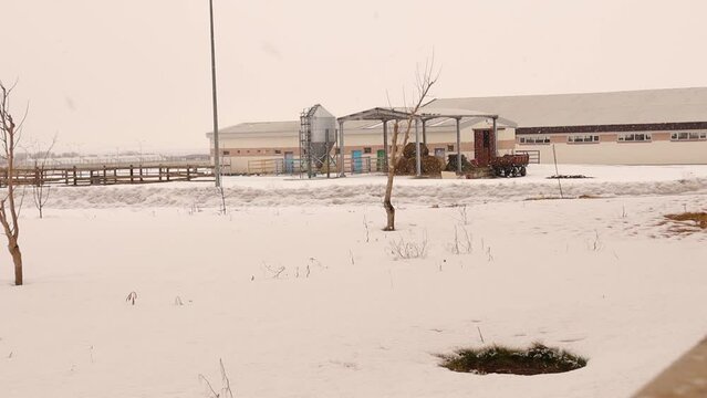 Haflinger Horse Outdoor during a Cold Winter Blizzard near the Equestrian center.
Young Horse runs in the deep snow.
Horses galop outdoor during a Cold Winter weather
