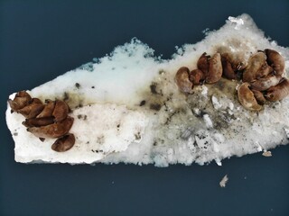 walruses in arctic ice