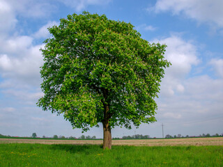 Fototapeta na wymiar Samotne, duże drzewo liściaste.