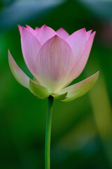 lotus flower in the garden