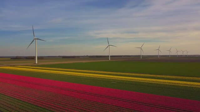 Tulips in pink and yellow growing in a field with wind turbines on a levee during a spring day. Drone point of view from above. Flowers are one of the main export products in the Netherlands.