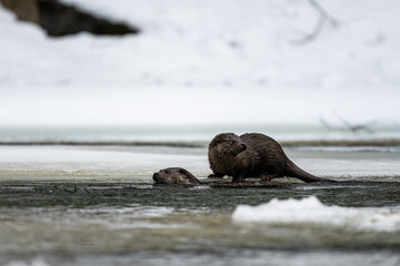 Eurasian Otter (Lutra lutra) in the river in winter. Bieszczady Mountains, Carpathians, Poland.