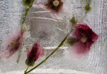 pink flower, flowers in ice, frozen flowers, garden flowers