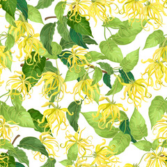 Seamless repeating pattern of Ylang-ylang (Cananga) flowers on white background, vector illustration.