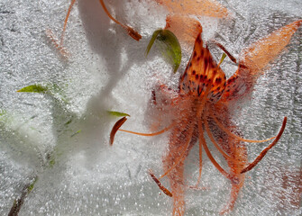 lily orange flower, flowers in ice, frozen flowers, garden flowers