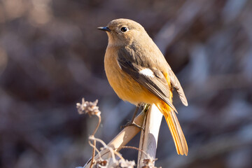 枯草に止まるジョウビタキ