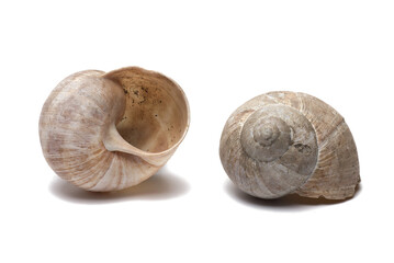 Closeup snail shells different sides white background © PictureSyndicate