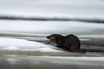 Eurasian Otter eating caught fish in the river in winter. Bieszczady Mountains, Carpathians, Poland.