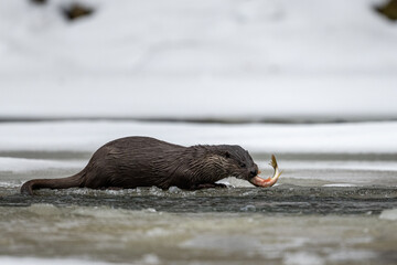 Eurasian Otter eating caught fish in the river in winter. Bieszczady Mountains, Carpathians, Poland.