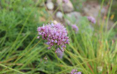Close up of a Mountain Onion, Allium Lusitanicum. Allium senescens on a sunny day. Medicinal plants, herbs in the garden.