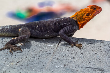 Lézard de Madagascar, agame des colons