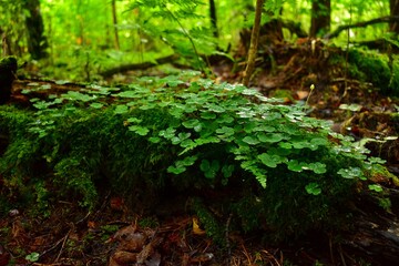 moss on a tree in the forest