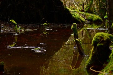 frog in the pond