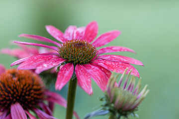 Obraz premium Isolated Blooming rose echinacea (rudbeckia) with a natural background. Pink coneflower. Selective focus. Colorful bokeh. Lovely summer and autumn flower blooming in garden. Macro detail photo flower.