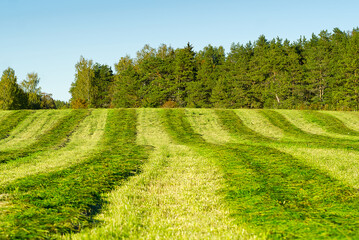 Green field, tree and blue sky.Great as a background, web banner.