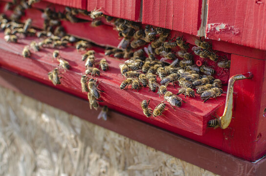 bees resting on the hive