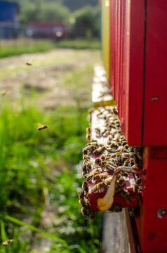 bees flying back to the hive, spring harvest