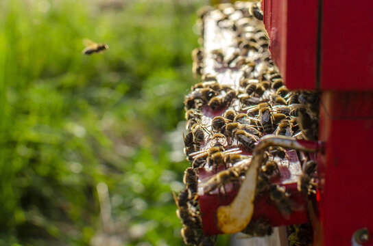 bees flying back to the hive, spring harvest