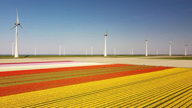 Tulips in yellow growing in a field with wind turbines on a levee during a spring day. Drone point of view from above. Flowers are one of the main export products in the Netherlands.