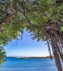 Banians de Terre Sainte, vue sur le Port de Saint-Pierre, île de la Réunion 