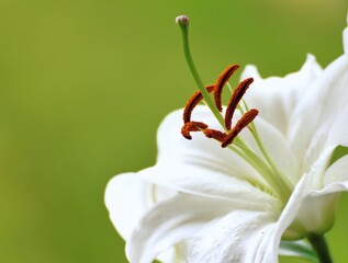 white lily closeup