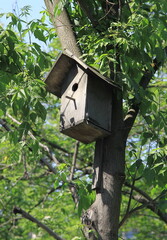 An old wooden bird house on a tree on the background of foliage in summer